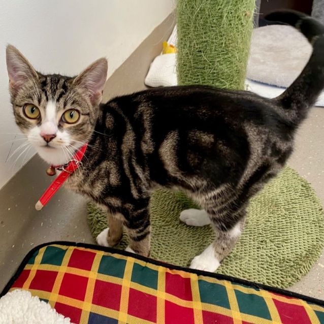 Photo of C1206 Louie