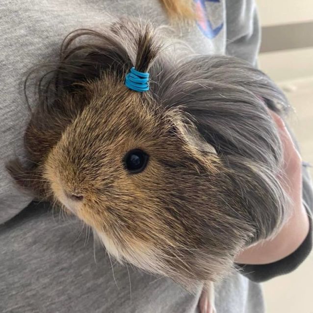 Photo of Nugget & Squizz