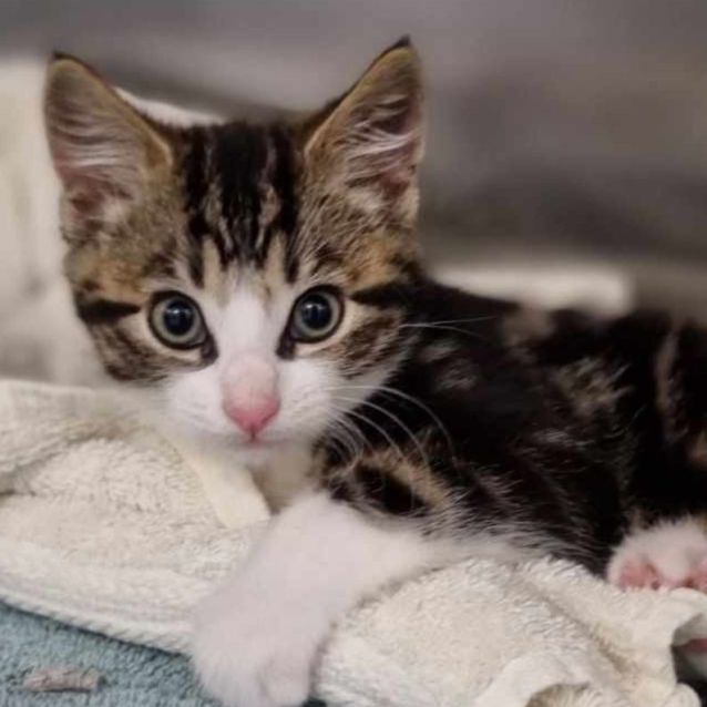 Photo of Percy   Located In Templestowe