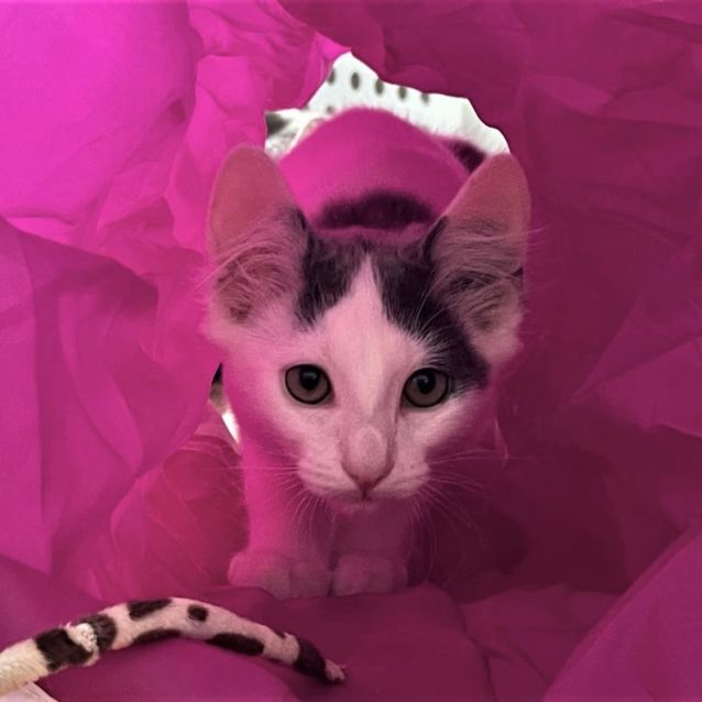 Photo of Cotton ^Dandy Cat Rescue^