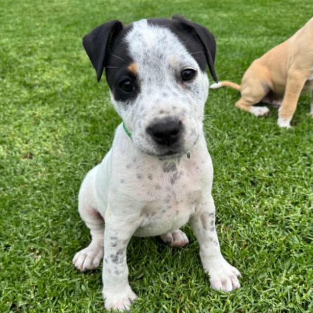 Cal Medium Male Bull Arab x Staffy Dog in VIC PetRescue