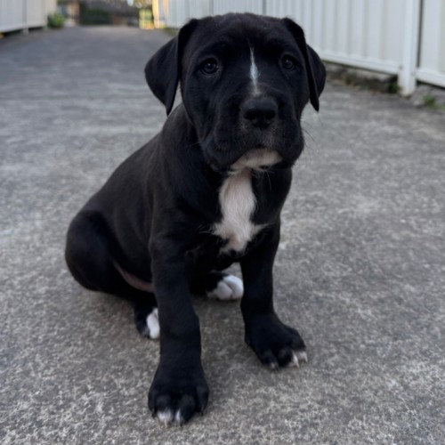 Cora
