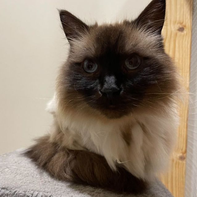 Photo of Tahlulah