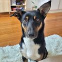Photo of Canela