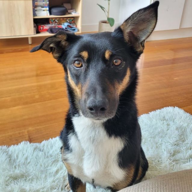 Photo of Canela