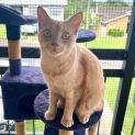 Photo of Cheeto