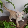 Photo of Gino