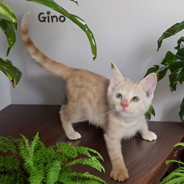 Photo of Gino