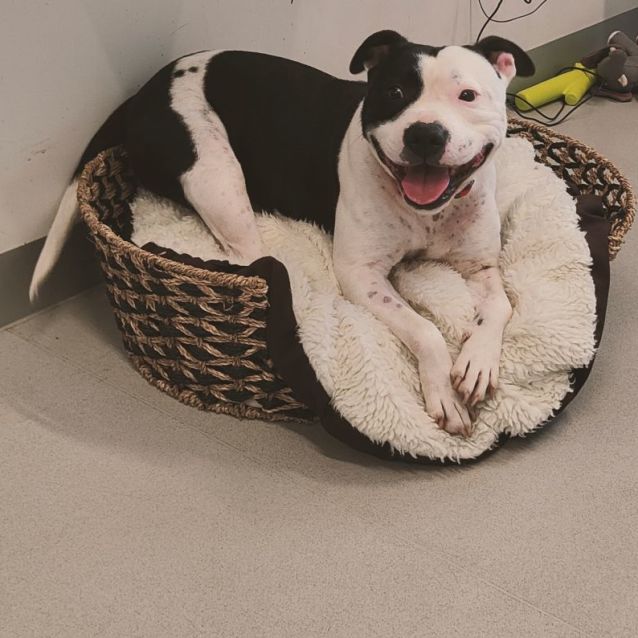 Photo of  🌸 Gypsy 🌸C04380