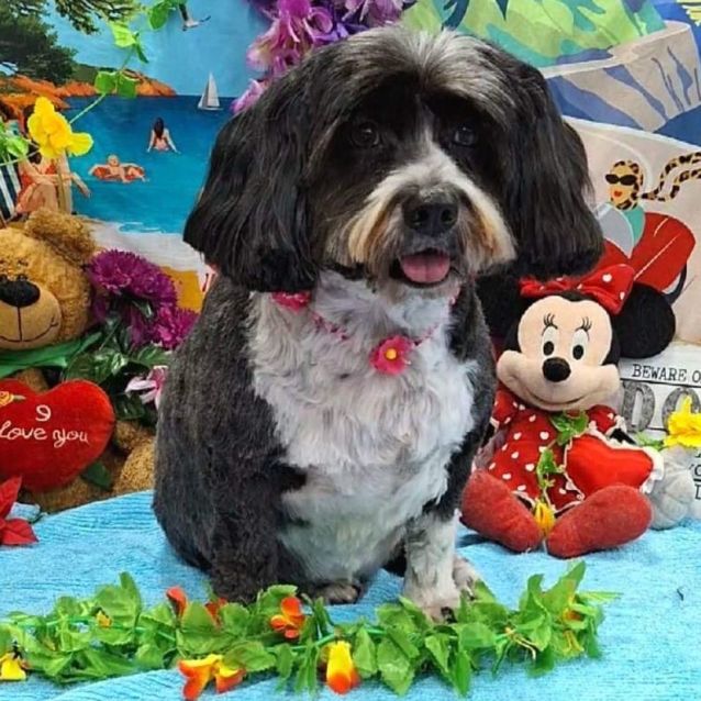 Photo of Tippy