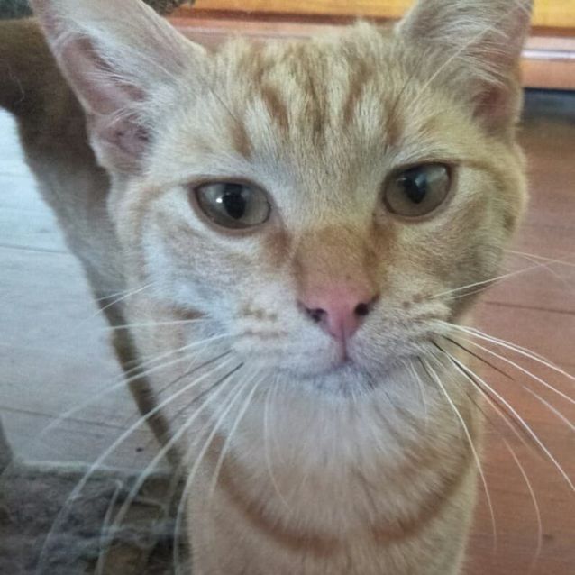 Photo of Rebel