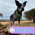Photo of Stripe
