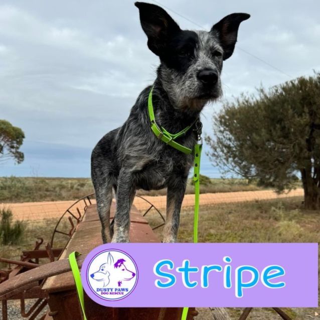 Photo of Stripe