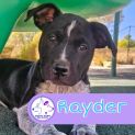 Photo of Rayder