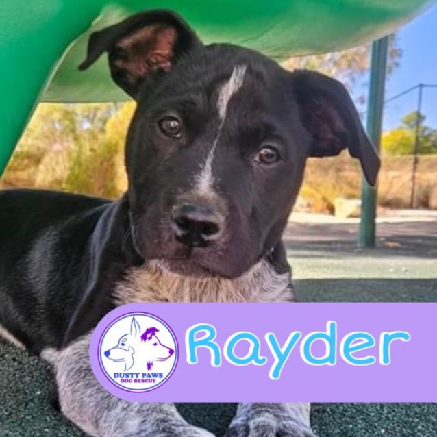 Photo of Rayder
