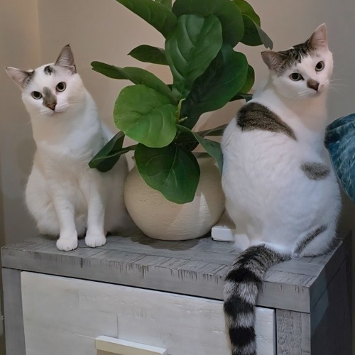 No photo for Helmet & Muppet