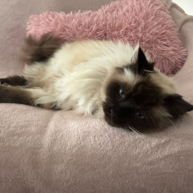 St cloud ragdolls shop