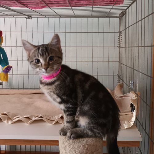 Little Obelia **2nd Chance Cat Rescue**