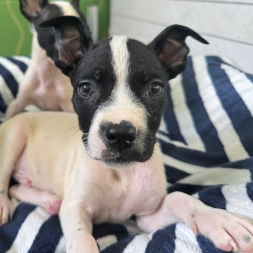 No photo for D1235 Valentino