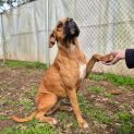 Photo of Honey
