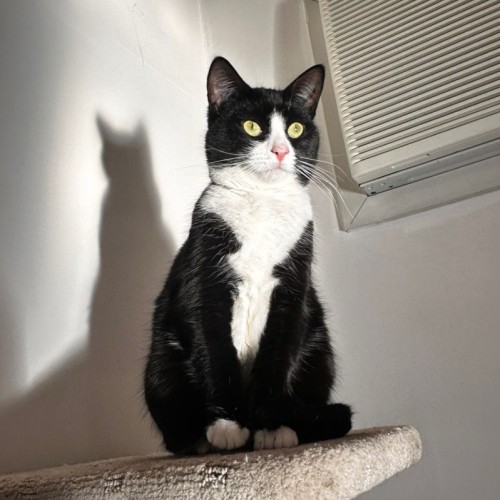 No photo for Kitty (Lola)