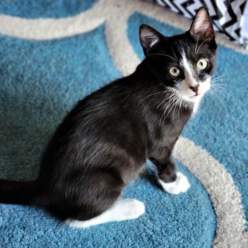 Pippin ^^Dandy Cat Rescue^^