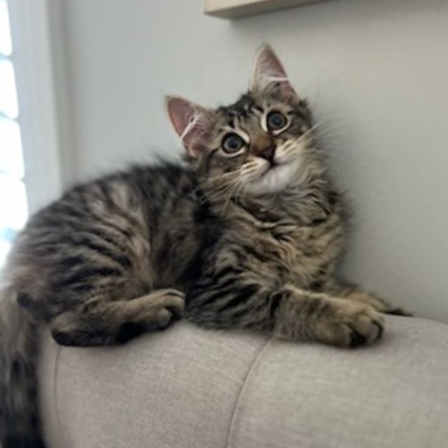 Photo of Mochi ^^Dandy Cat Rescue^^