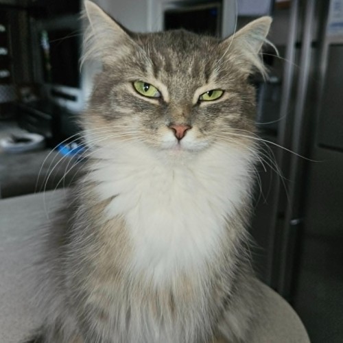 Meleke**2nd chance cat rescue**