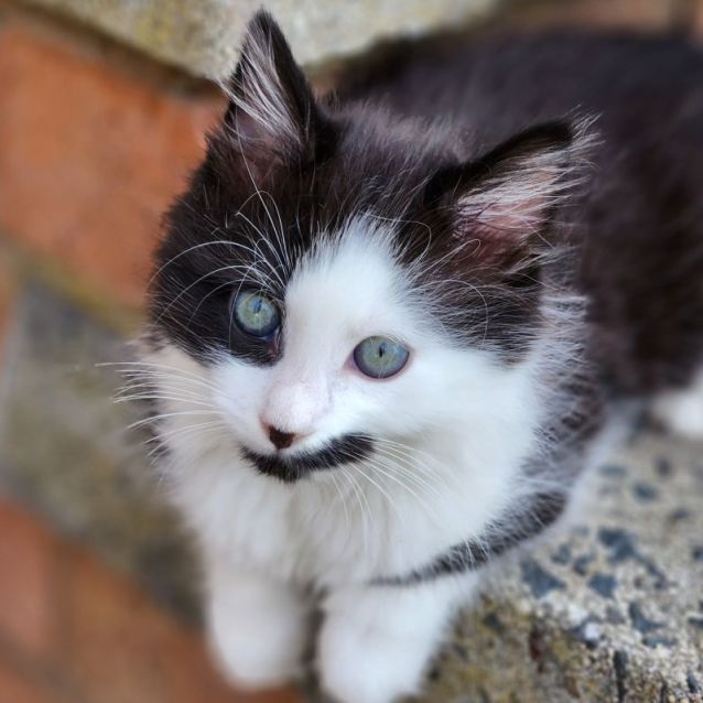 Photo of Rhumba ^^Dandy Cat Rescue^^