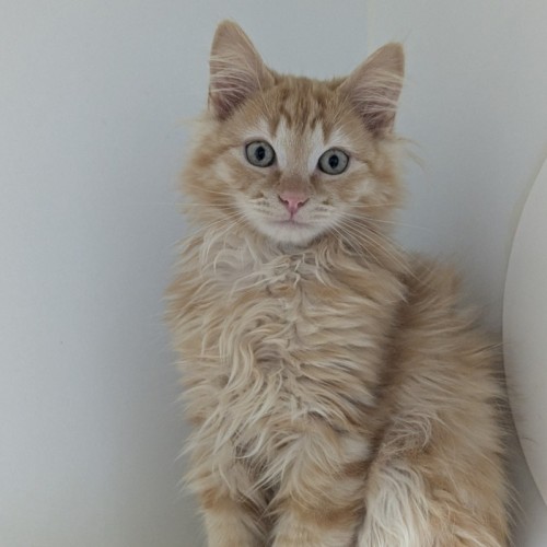 🧨 Romba 5884 🧨