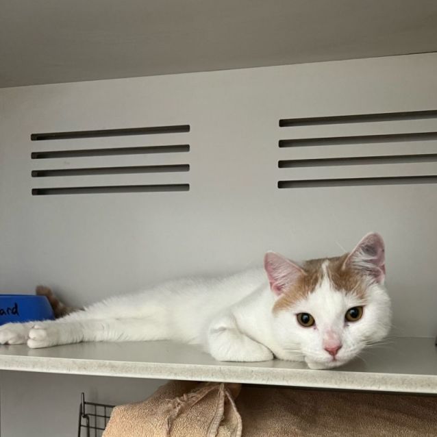 Photo of Ron