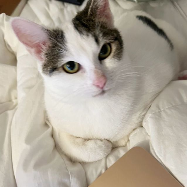 Photo of 🌺 Tigerlily 🌺