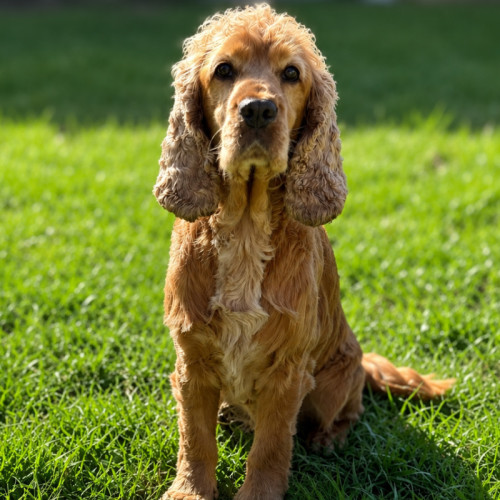 Winston