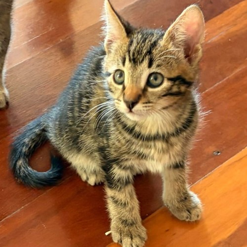 Albie**2nd chance cat rescue**