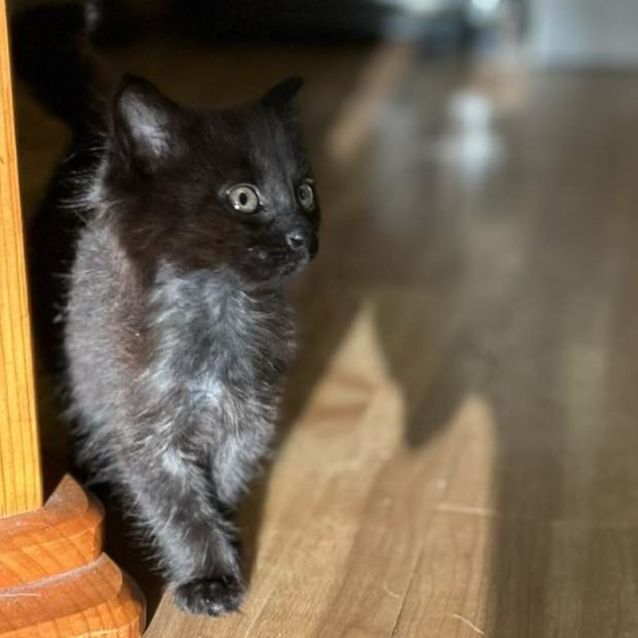 Photo of Scout **2nd Chance Cat Rescue**