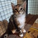 Photo of Aggie **2nd Chance Cat Rescue **
