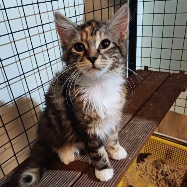 Photo of Aggie **2nd Chance Cat Rescue **