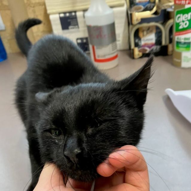 Photo of Merlin