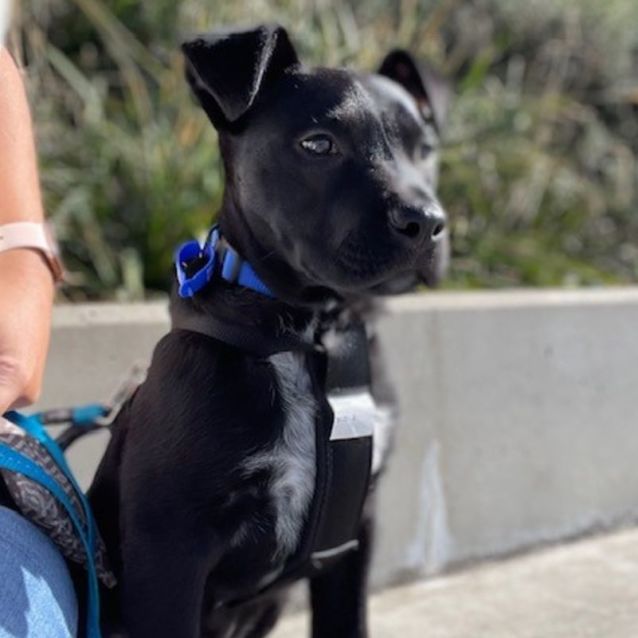Photo of Dougie ~ Staffy X(on Trial 17/9/22)