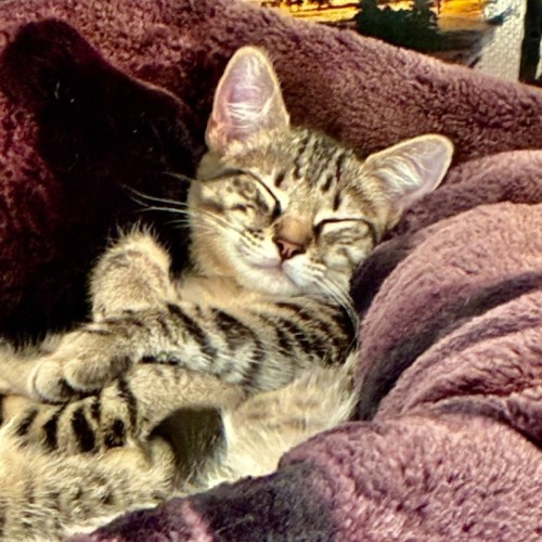 No photo for Doc Brown 