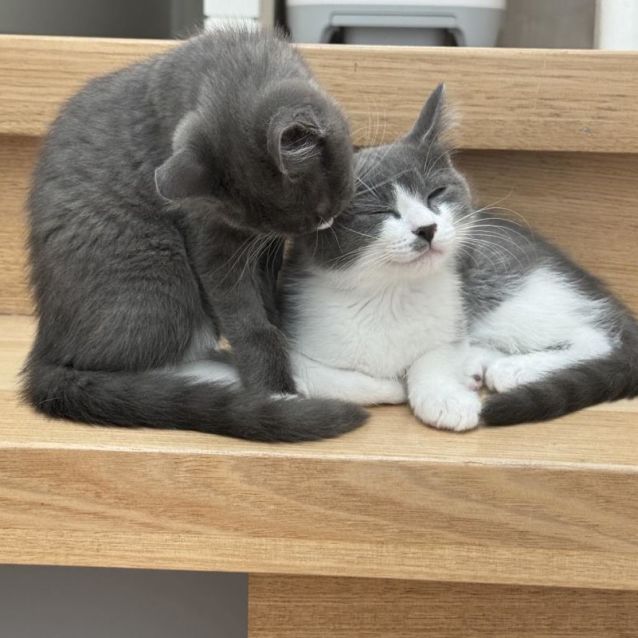 Photo of Tom   Located In Northcote