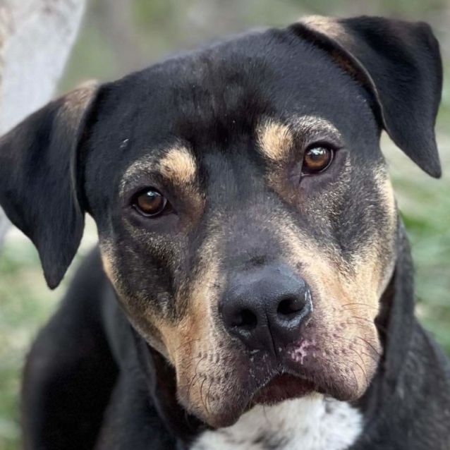 mash-large-male-rottweiler-x-staffy-mix-dog-in-nsw-petrescue