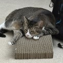 Photo of Kit Kat