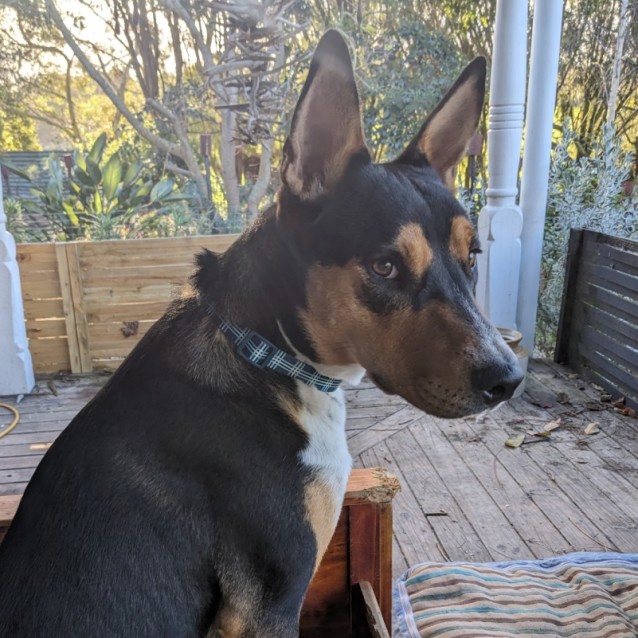 Photo of Phyfe Dawg