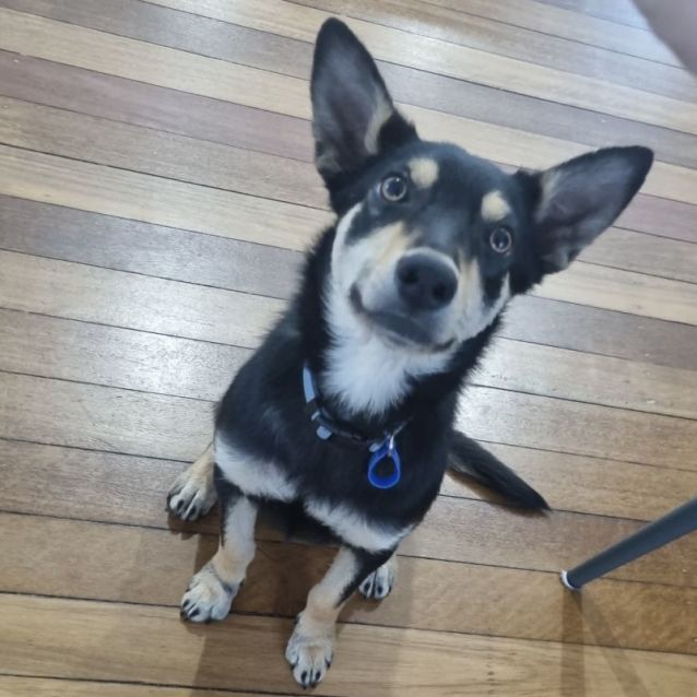 Photo of Cookie ~ 8mo Kelpie(on Trial 16/8/22)