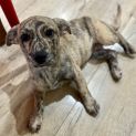 Photo of Barlie