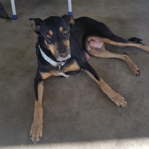 Misty (on trial adoption)