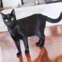 Photo of Laszlo