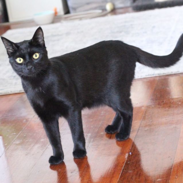 Photo of Laszlo