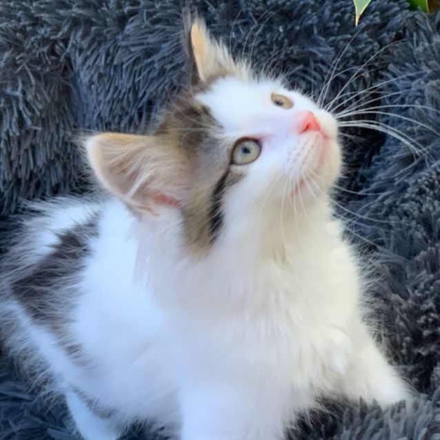 Photo of Frankie 💓😽💓